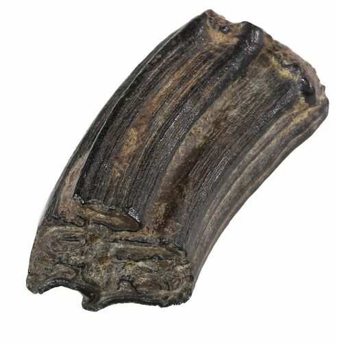 Pleistocene Aged Fossil Horse Tooth - Florida #53159